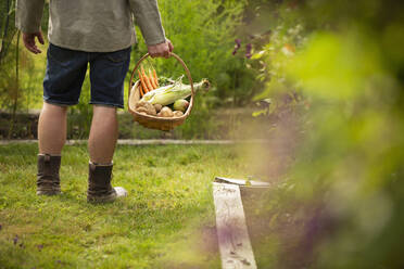 Mann erntet frisches Gemüse im Sommergarten - CAIF30570