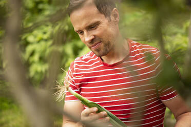 Man harvesting fresh leek in garden - CAIF30579