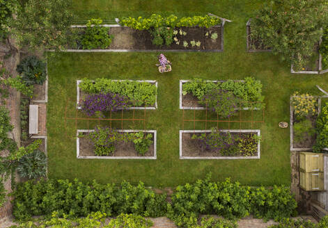 Luftaufnahme Frau bei der Gemüseernte im Garten mit Hochbeeten - CAIF30583