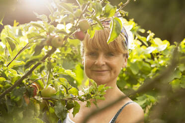 Porträt einer glücklichen Frau, die in einem sonnigen Obstgarten Äpfel erntet - CAIF30587
