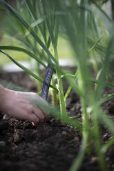 Woman placing label in dirt at garlic plant growing in garden - CAIF30588