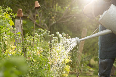 Mann bewässert Gemüsepflanzen im sonnigen Sommergarten - CAIF30590