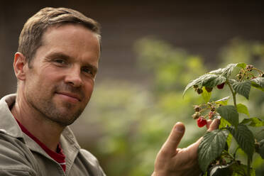 Close up portrait confident man tending to raspberry plant in garden - CAIF30593