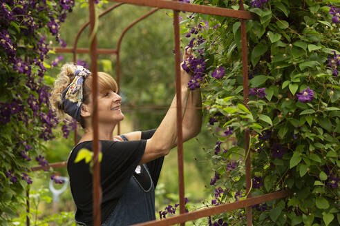 Frau beschneidet lila Clematisblüten, die auf einem Spalier im Garten wachsen - CAIF30605