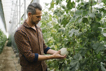 Farmer examining melon at organic farm - MPPF01738