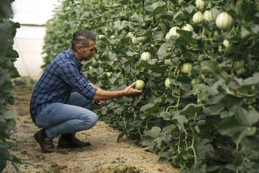 Älterer Landwirt kontrolliert Melone im Gewächshaus - MPPF01745