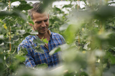 Älterer Landwirt, der in einem Biobetrieb arbeitet - MPPF01746