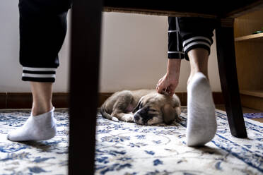 Woman stroking puppy sleeping on carpet at home - ERRF04917