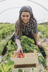 Smiling farmer arranging strawberries in crate at greenhouse - JRVF00910