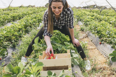 Smiling farmer harvesting organic strawberries at greenhouse - JRVF00911