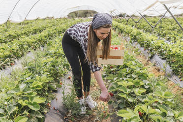 Female farmer harvesting strawberries at greenhouse - JRVF00912