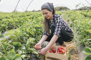 Smiling farmer harvesting strawberries in organic farm - JRVF00915