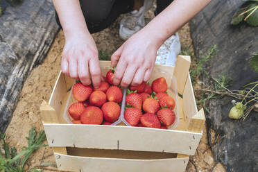 Bäuerin sortiert Erdbeeren in Kiste - JRVF00918