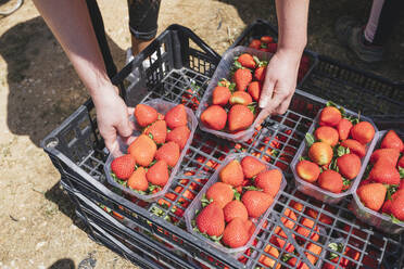Farmer with strawberry cartons in farm - JRVF00919