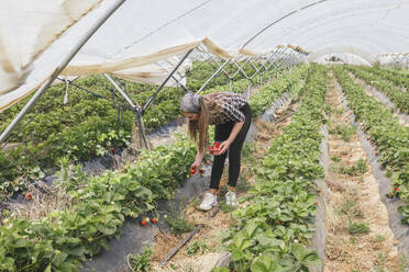 Bäuerin bei der Arbeit auf einem Erdbeerfeld im Gewächshaus - JRVF00923