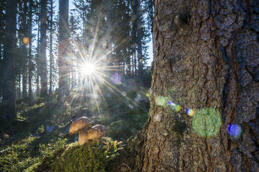 Aufgehende Sonne beleuchtet Steinpilze, die im Wald wachsen - HHF05631