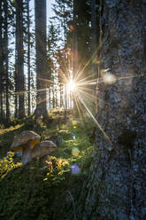 Aufgehende Sonne beleuchtet Steinpilze, die im Wald wachsen - HHF05632