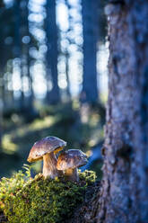 Steinpilze wachsen im Wald - HHF05633