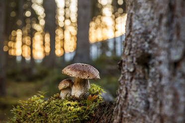 Steinpilze wachsen im Wald - HHF05634