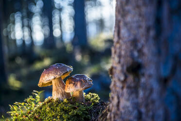 Steinpilze wachsen im Wald - HHF05635