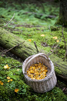 Korb mit frisch gepflückten Pfifferlingen liegt auf dem Waldboden vor einem umgestürzten Baum - HHF05638