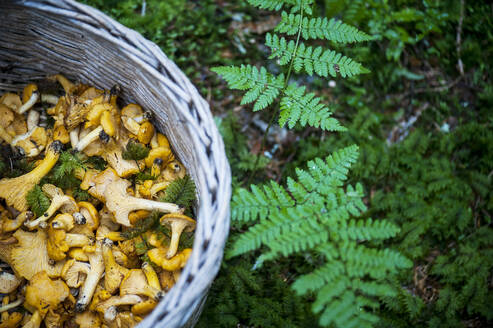 Korb mit frisch gepflückten Chantarellen auf dem Waldboden neben grünen Farnen - HHF05639