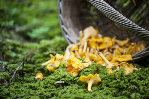 Chantarelles, die aus einem Korb auf dem moosbewachsenen Waldboden liegen - HHF05640