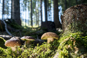 Steinpilze wachsen im Wald - HHF05646