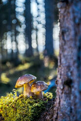 Steinpilze wachsen im Wald - HHF05647