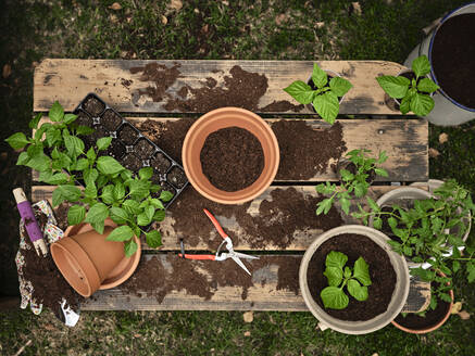 Flower pot with soil amidst seedling tray and plants on table in garden - NOF00239