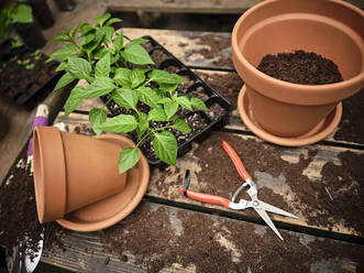 Seedling tray amidst flower pots and work tools on messy table with soil at garden - NOF00240