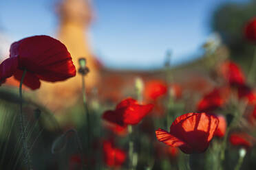 Fresh red poppy flowers on field - MRRF01199