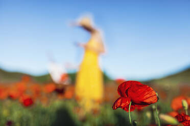 Rote Mohnblumen auf einem Feld an einem sonnigen Tag - MRRF01200