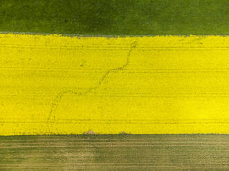 Aerial view of rapeseed field in summer - ELF02376