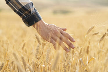 Man touching wheat crop at field - JCCMF02790