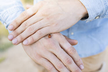 Ladybug on man's hand - JCCMF02840