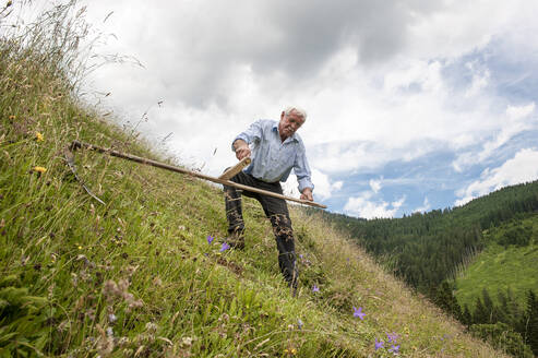 Älterer Landwirt beim Schneiden von Pflanzen mit der Sense auf einem Hügel im Bundesland Salzburg, Österreich - HHF05649