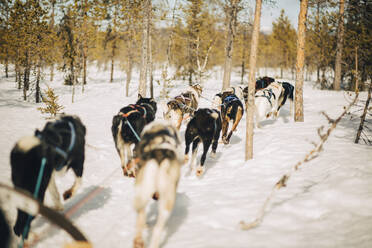Husky-Hunde rennen im Winter durch die Bäume im Wald - MASF24257
