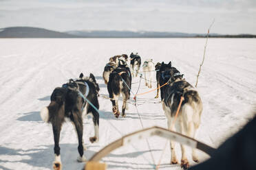 Husky-Hunde ziehen Schlitten, während sie im Winter auf Schnee laufen - MASF24262