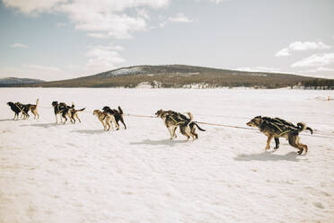 Huskies beim Hundeschlittenfahren auf Schnee im Winter - MASF24265