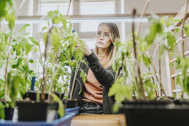 Woman examining tomato plants under light at home - MFF07989