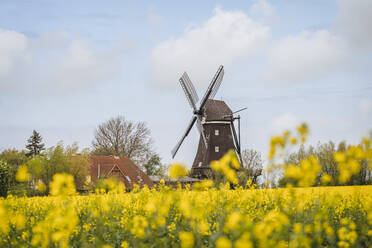 Germany, Schleswig-Holstein, Lemkenhafen Mill Museum with blooming oilseed rapes in foreground - KEBF01956