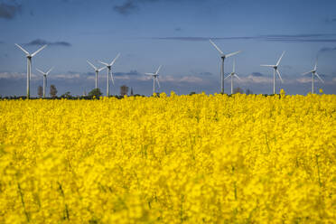 Oilseed rape field with wind farm in background - KEBF01962