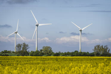 Rapsfeld mit Windpark im Hintergrund - KEBF01963