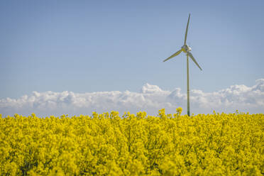 Oilseed rape field with wind turbine in background - KEBF01964