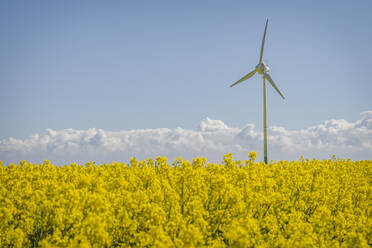 Rapsfeld mit Windkraftanlage im Hintergrund - KEBF01964