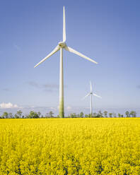 Oilseed rape field with wind turbines in background - KEBF01965