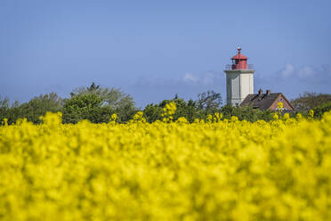 Oilseed rape field with Westermarkelsdorf Lighthouse in background - KEBF01966