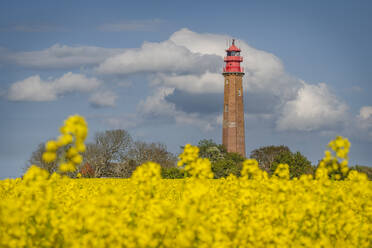 Flugge Lighthouse with oilseed rape field in foreground - KEBF01980