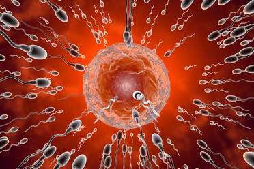 Sperm cells racing till egg for fertilization - SPCF01423